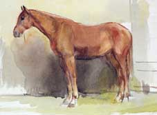 С. Боим. Этюд лошади (1933)