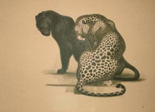 В. Ватагин. Пантеры (1922)